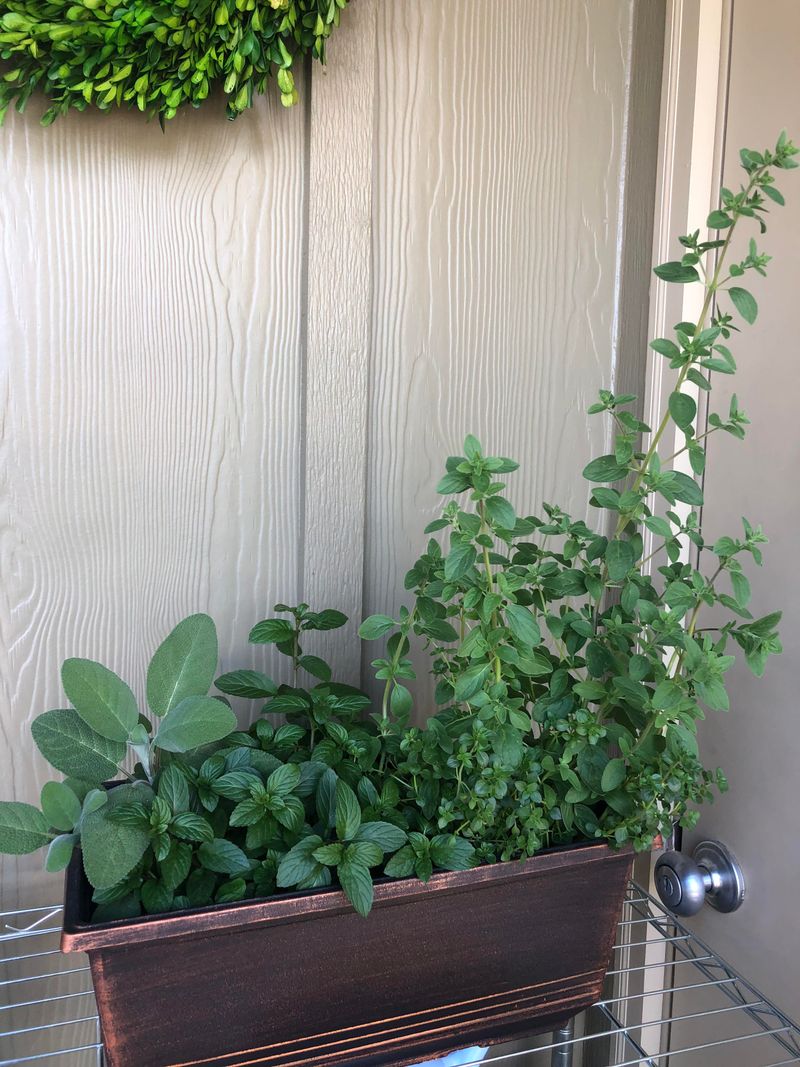Sage And Thyme Sage And Thyme