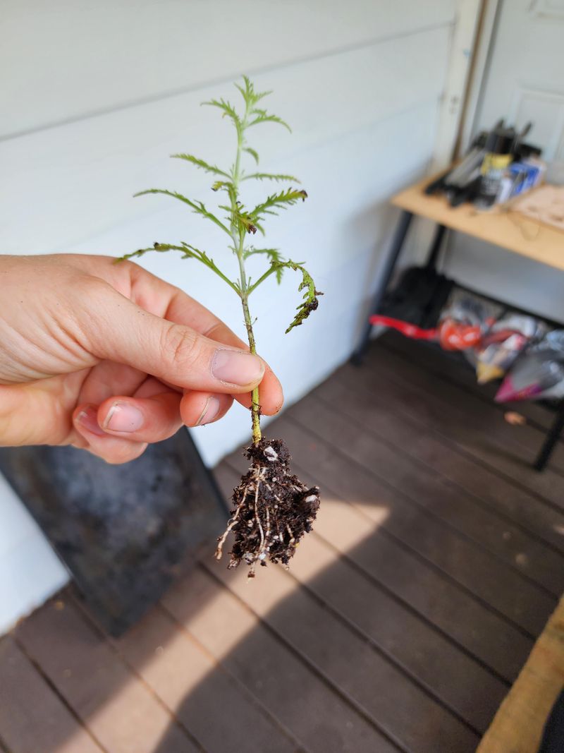 Sage Cuttings Are Forgiving For Beginners
