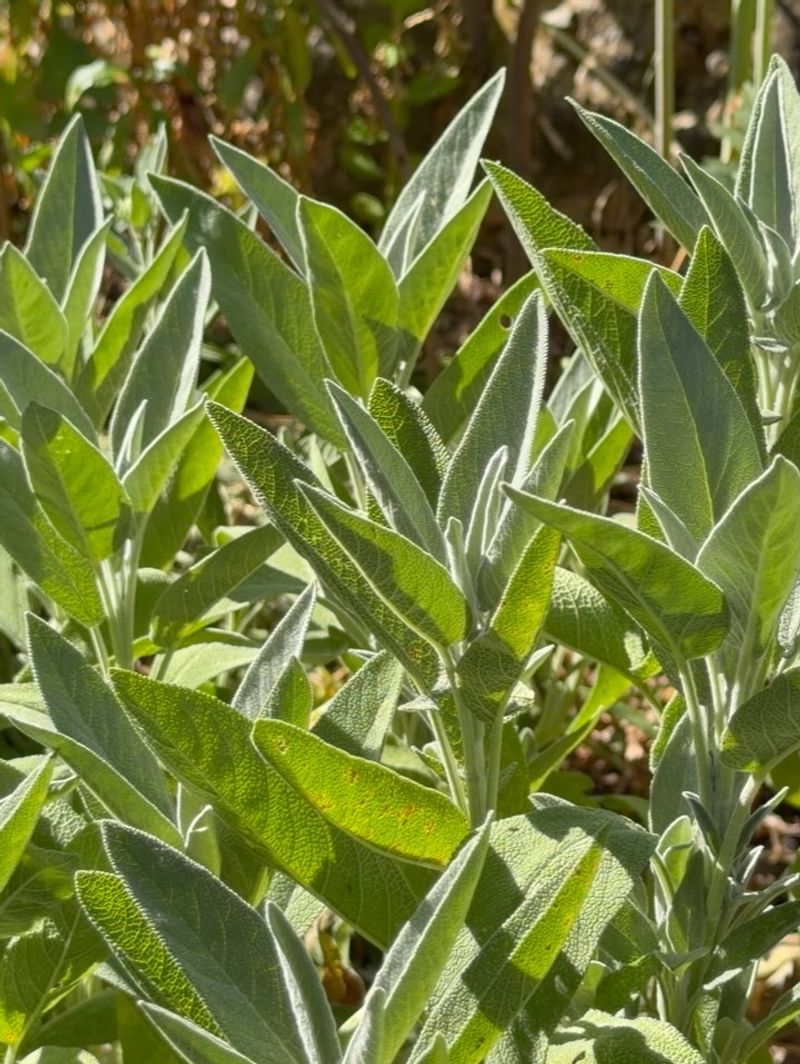 Sage Is The Herb To Save Sage Is The Herb To Save