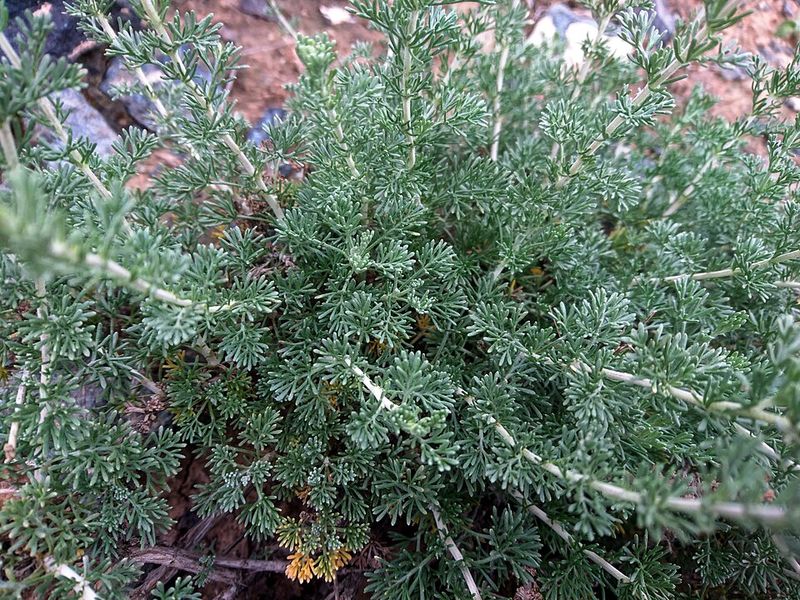 Sagebrush