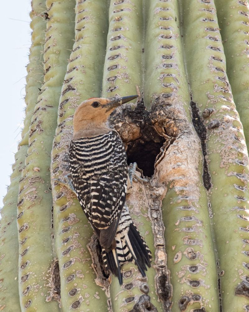Saguaros Seal The Inside Of Each Hole Saguaros Seal The Inside Of Each Hole