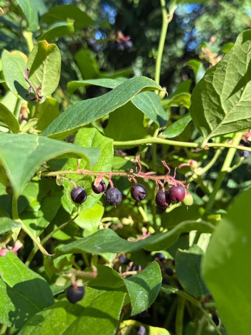 Salal Berries Keep Woodland Birds Coming Back
