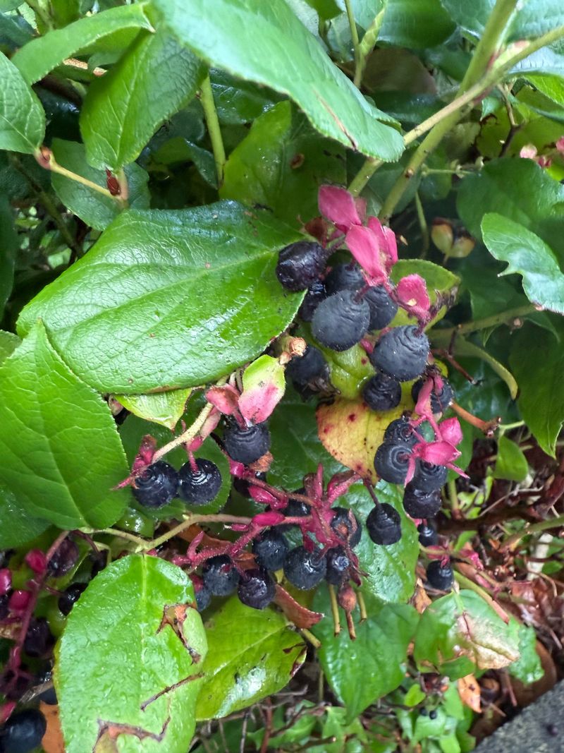 Salal Is Better Trimmed After Its Berry Display Ends