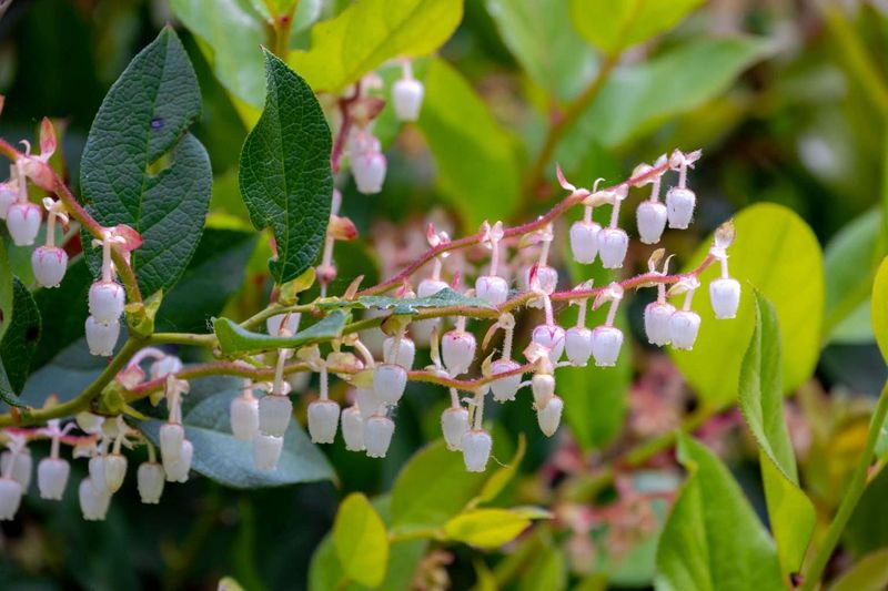 Salal Works As A Taller Evergreen Groundcover Salal Works As A Taller Evergreen Groundcover