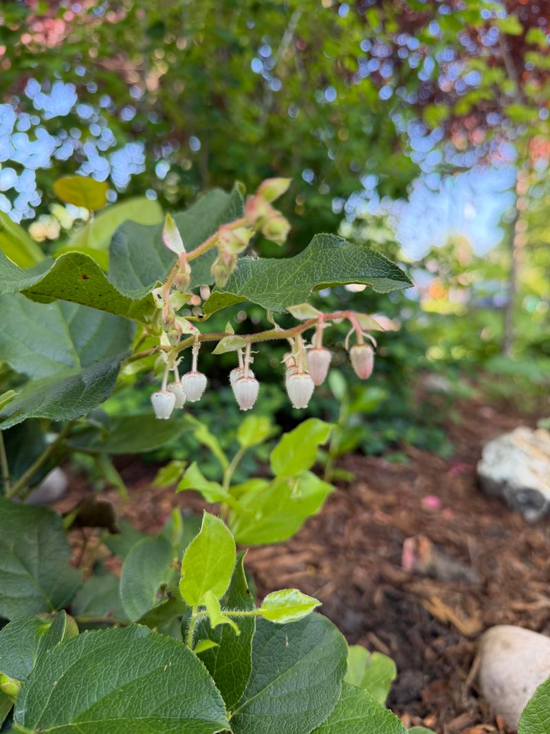 Salal