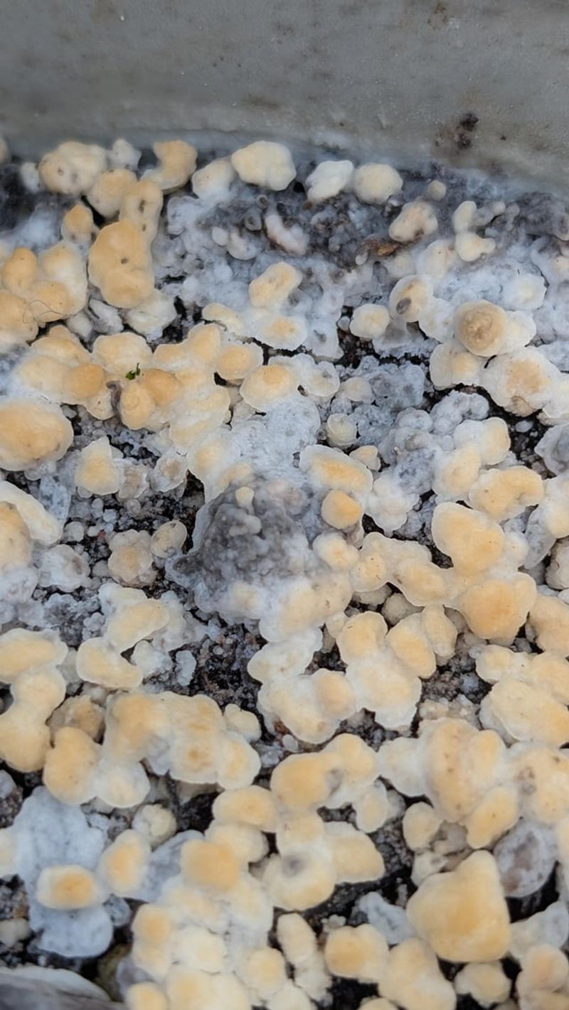 Salt Buildup From Fertilizer Compounds Heat Damage Salt Buildup From Fertilizer Compounds Heat Damage