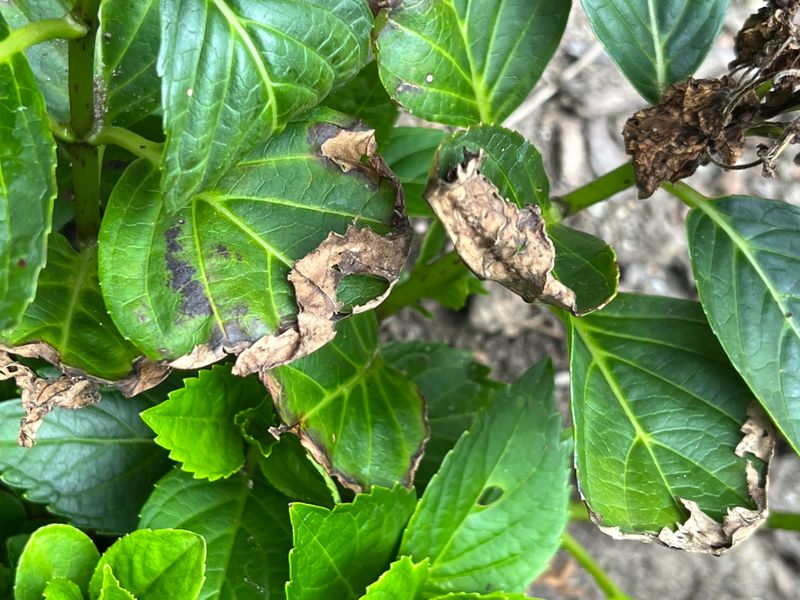 Salt Buildup In Soil Affects Leaf Health Salt Buildup In Soil Affects Leaf Health