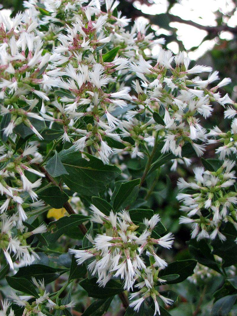 Saltbush Becomes A White Cloud When Other Blooms Fade