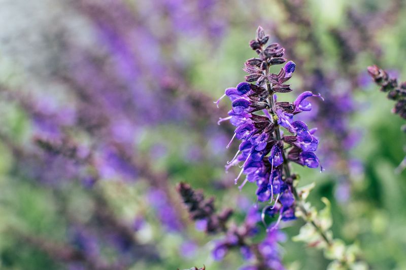 Salvia Salvia
