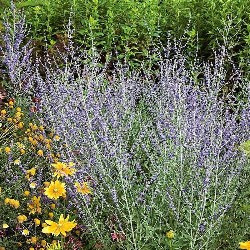 Salvia And Coreopsis For Nonstop Color