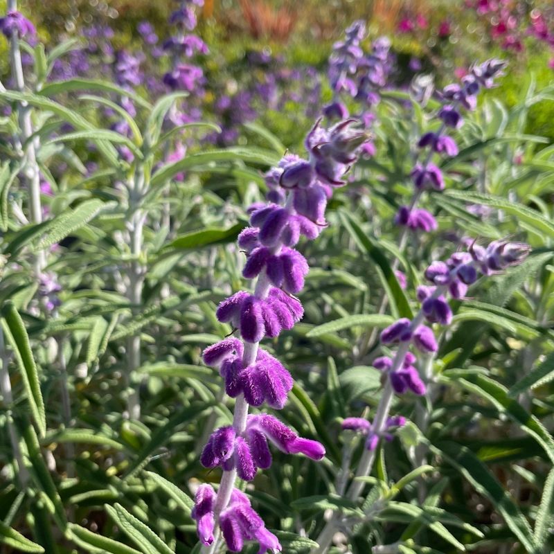 Salvia Ready For Another Push Of Fall Growth Salvia Ready For Another Push Of Fall Growth