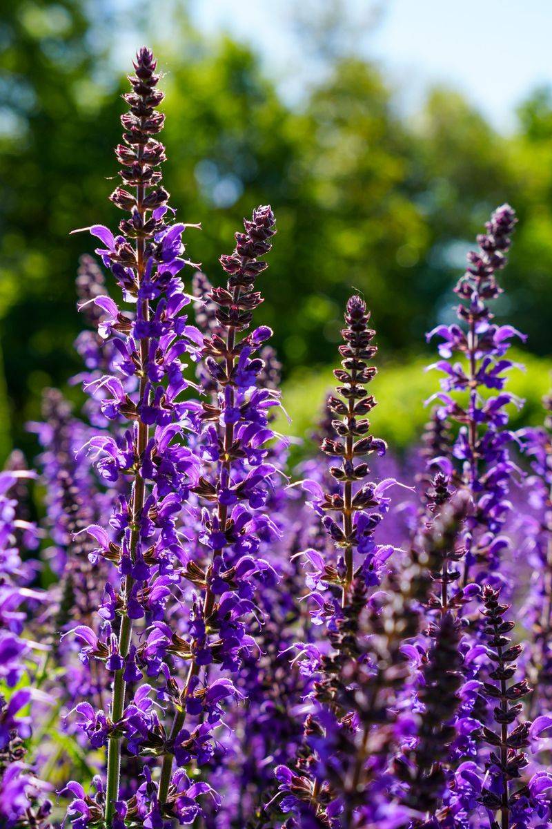 Salvia Rewards A Light Trim With Fresh Fall Spikes Salvia Rewards A Light Trim With Fresh Fall Spikes