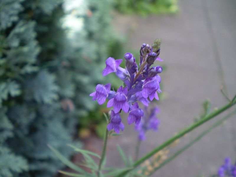 Salvia Salvia