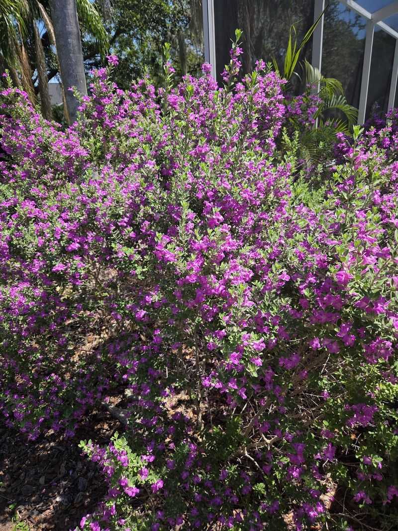 Salvias Keep Blooming Through Heat Salvias Keep Blooming Through Heat