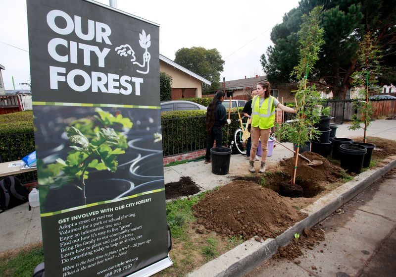 San José Will Plant A Free Street Tree Outside Your Property San José Will Plant A Free Street Tree Outside Your Property