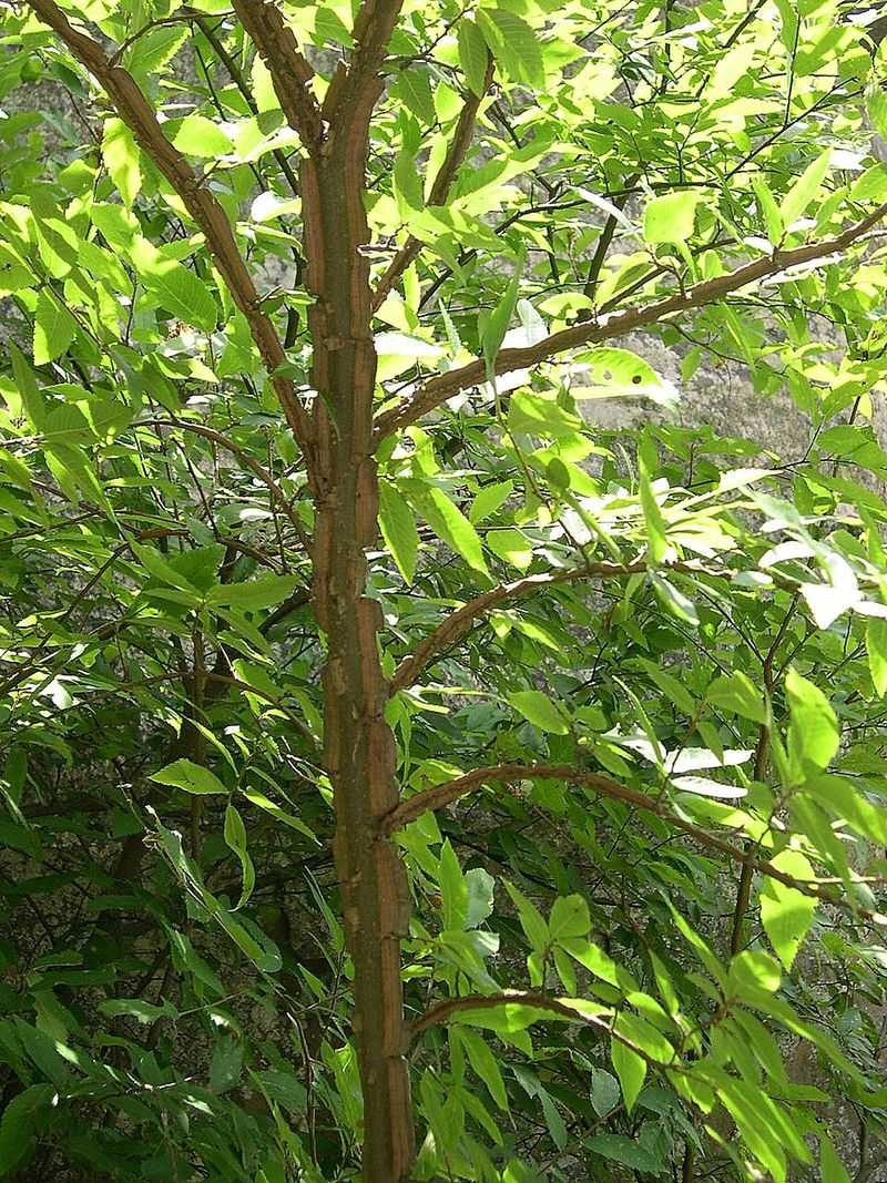 Sand Clay And Loam All Give This Adaptable Tree Room To Work