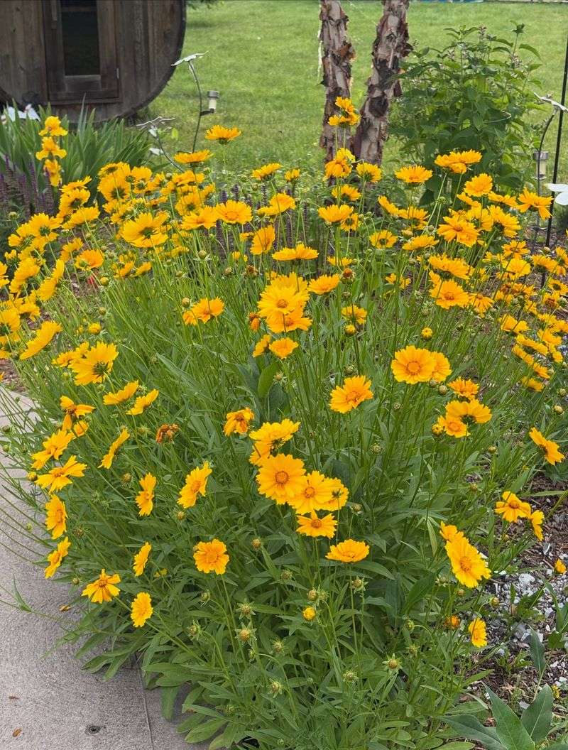 Sand Coreopsis Keeps Things Bright