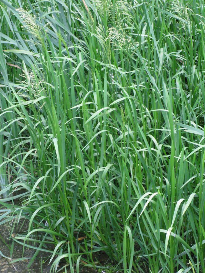 Sand Reed Grass