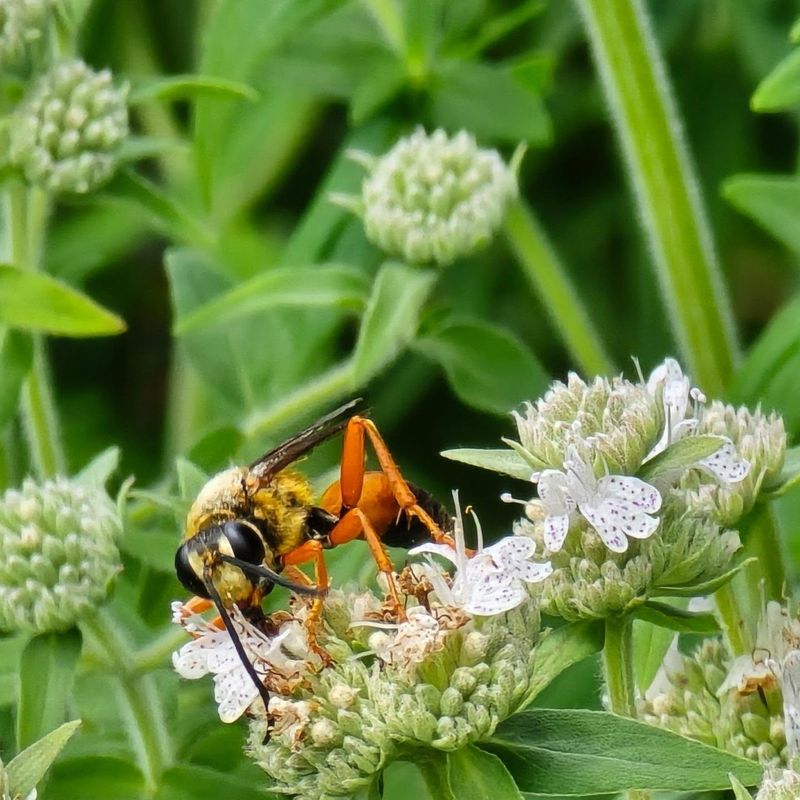 Sand Wasps Are The Secret Sand Wasps Are The Secret