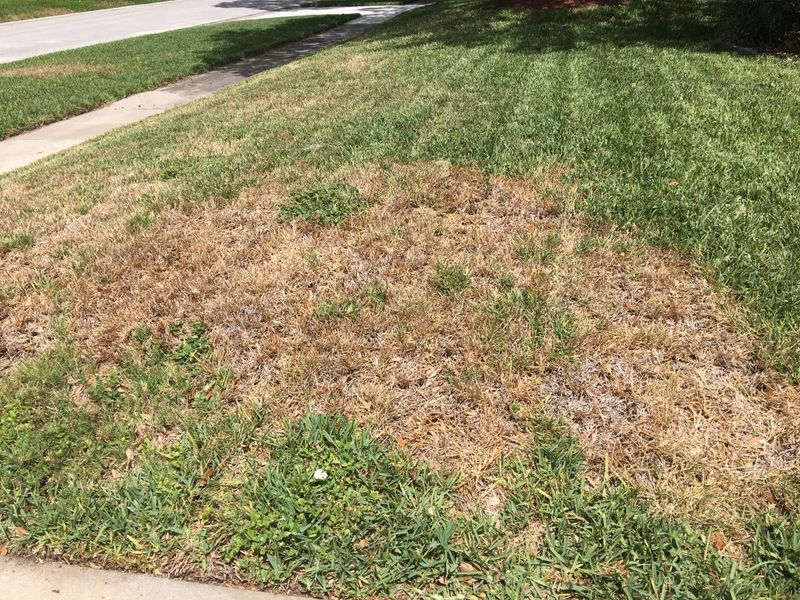 Sandy And Shell Soils Can Increase Turf Vulnerability