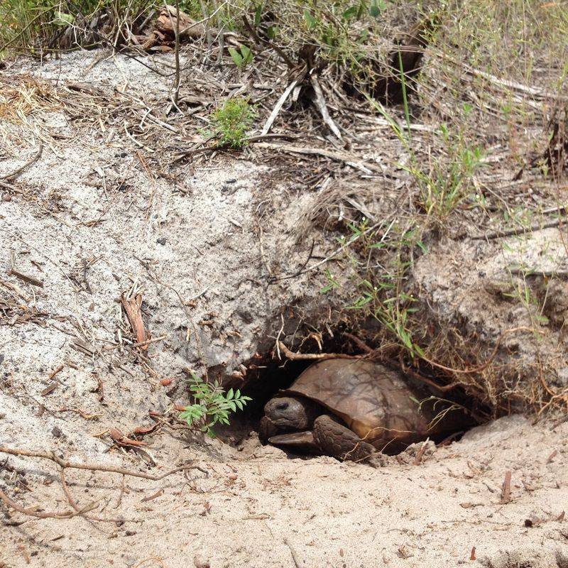 Sandy Ground Could Provide A Place For Burrowing