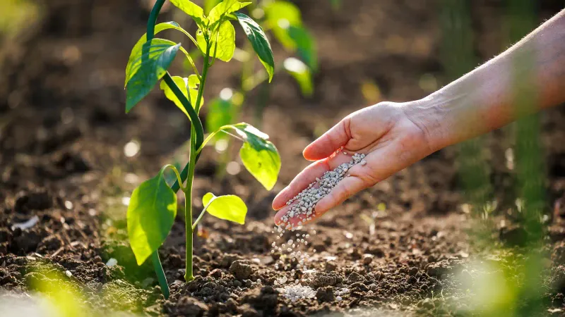Sandy Soil Can Lose Nitrogen More Easily