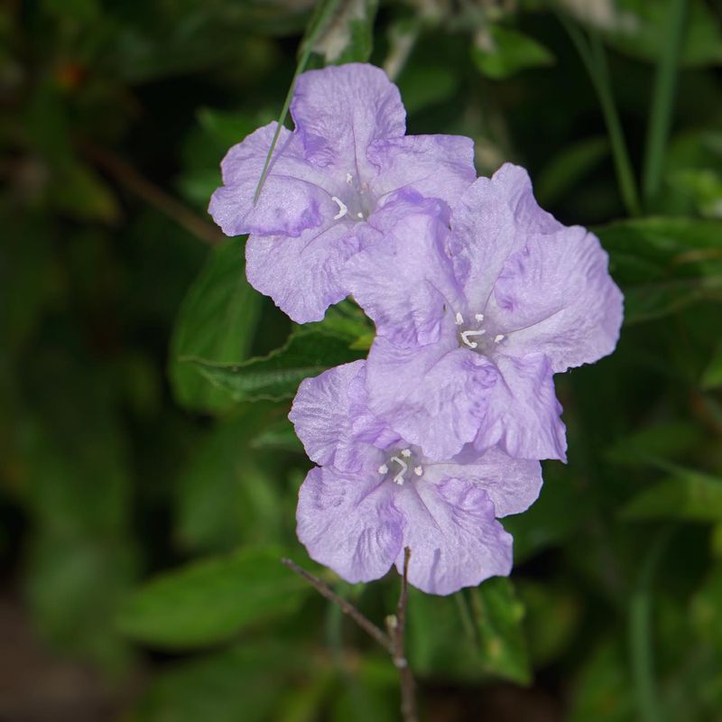 Sandy Soil Suits This Native Well