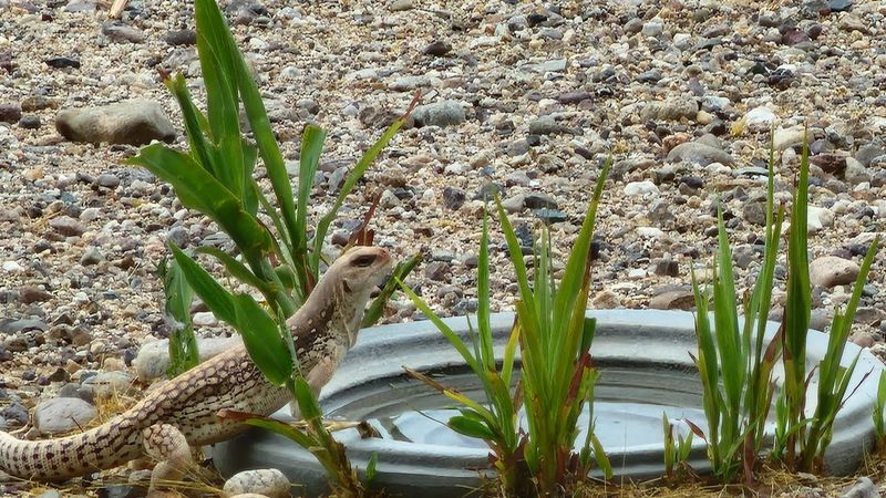 Sandy Yards Can Feel Like Familiar Habitat
