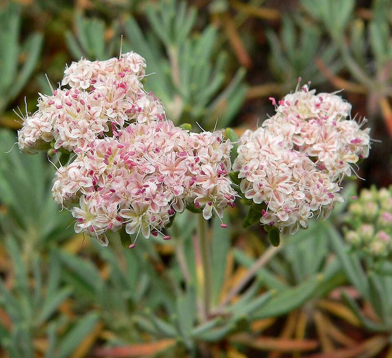 Santa Cruz Island Buckwheat Frames The Path Naturally