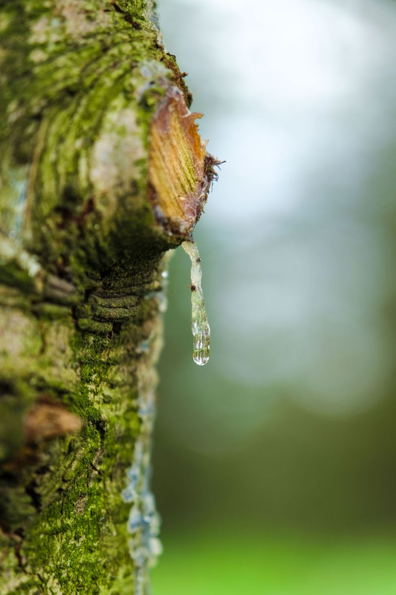 Sap Flow Slows Healing During Heat Stress