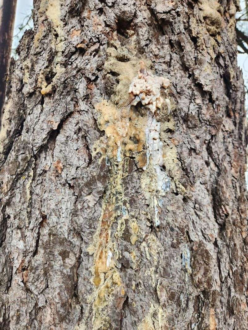Sap Loss And Sooty Mold Are The Costs Growers Notice First