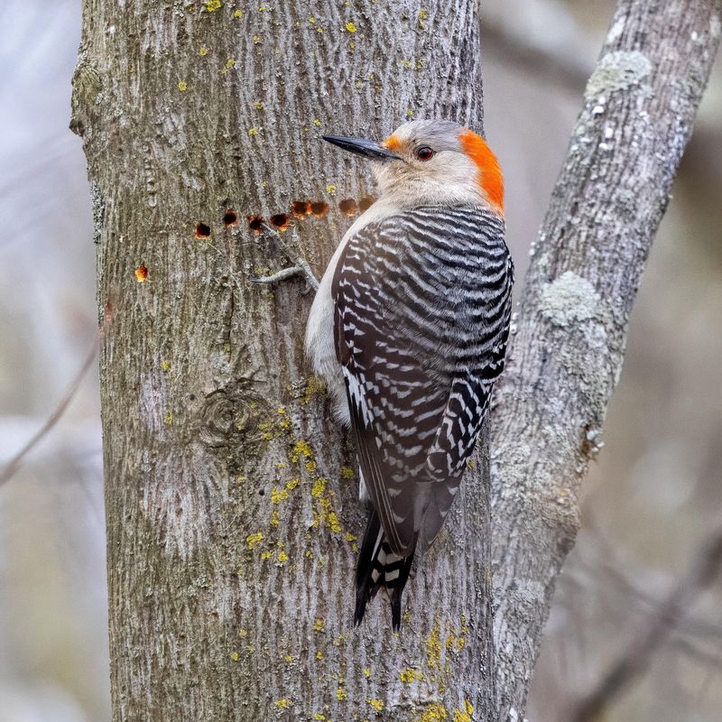 Sap Wells Can Keep Some Woodpeckers Coming Back