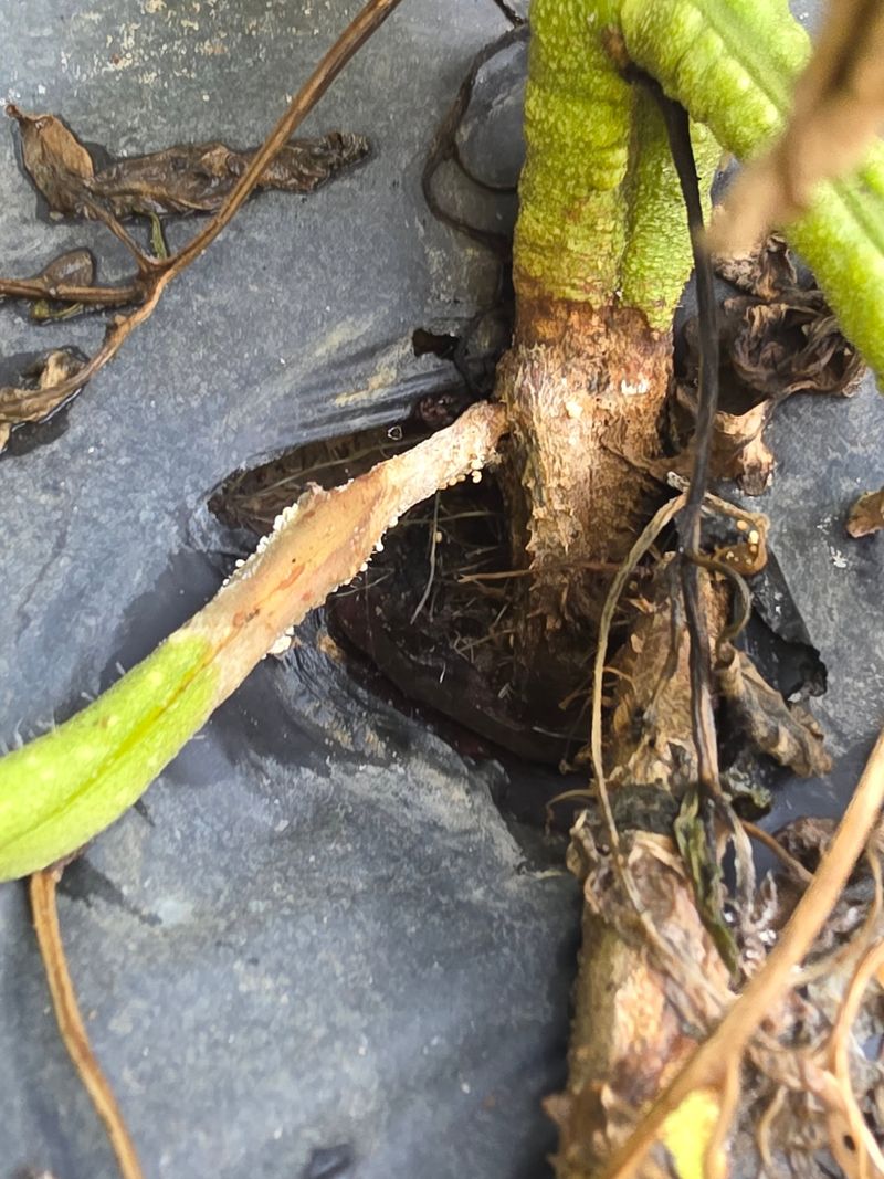Saturated Roots Add Another Problem Saturated Roots Add Another Problem