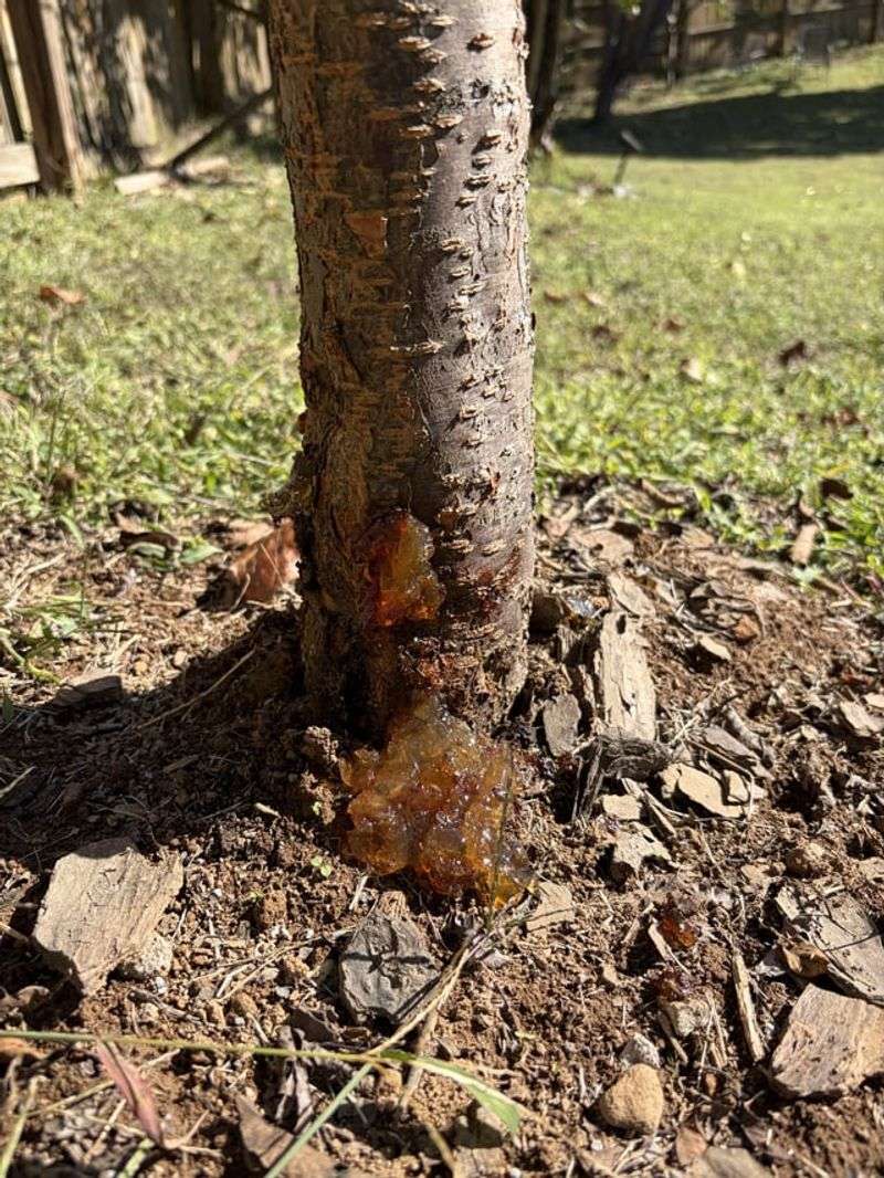 Saturated Roots Push Moisture Into Fruit Fast Saturated Roots Push Moisture Into Fruit Fast