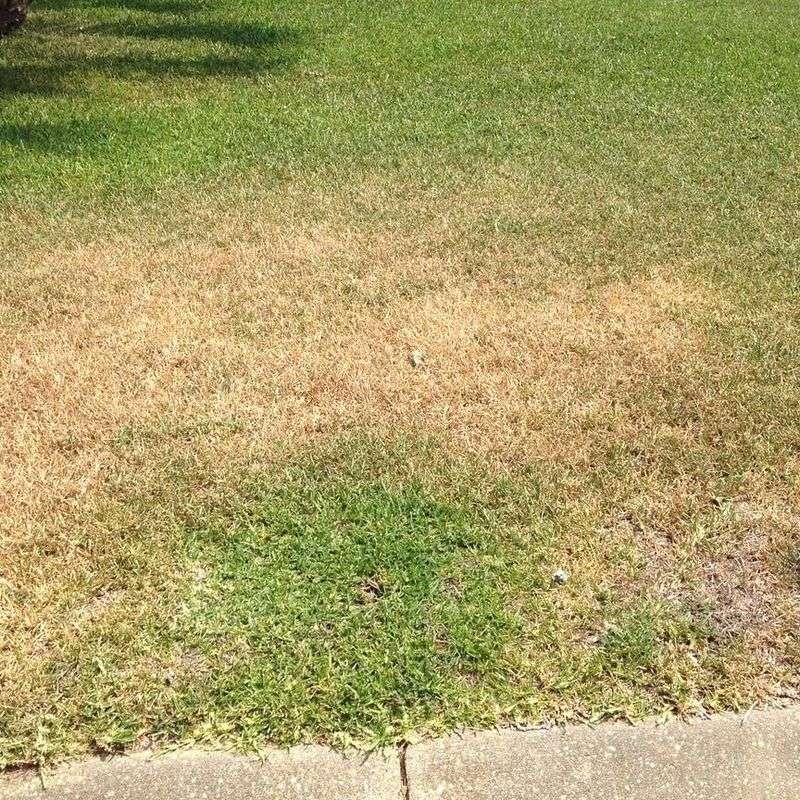 Saturated Soil Leaves Grass Roots Short On Oxygen