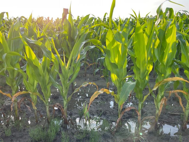 Saturated Soil Makes Nutrient Loss More Likely