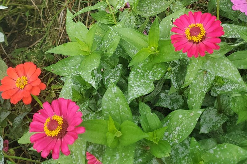 Saturated Soil Pushes Out Air