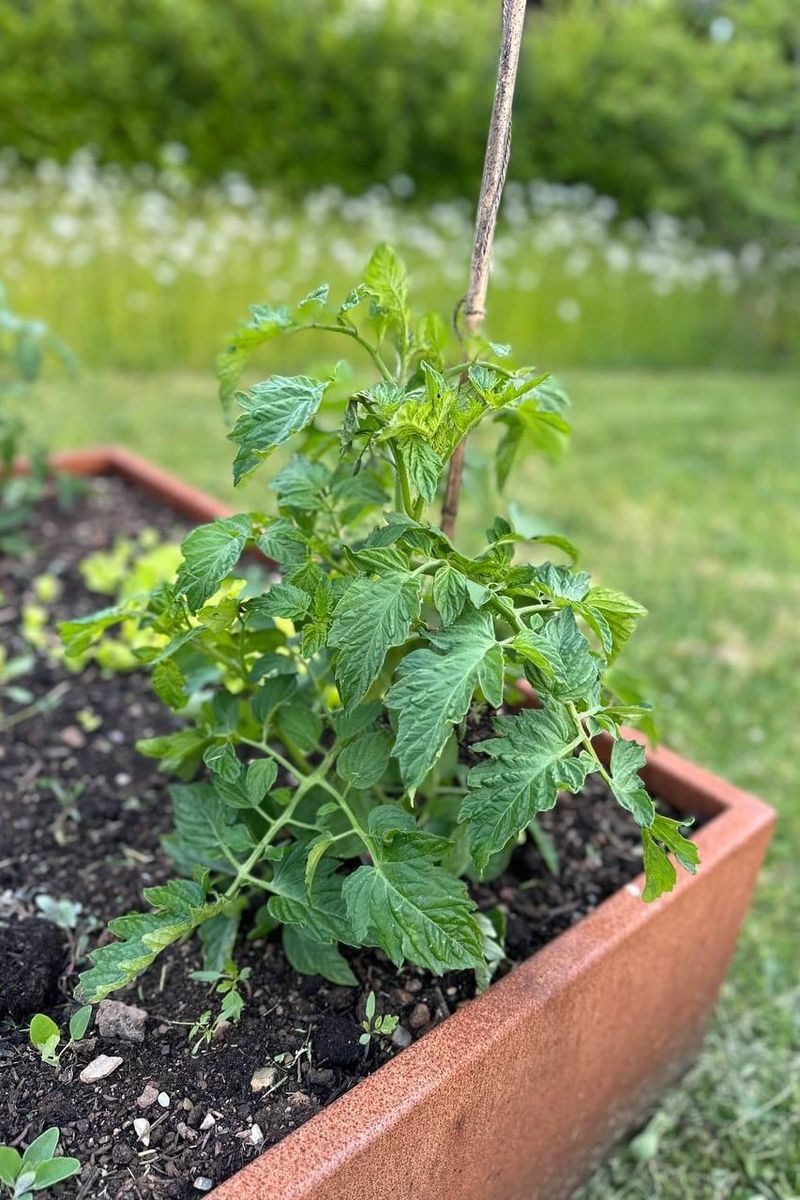 Saturated Soil Starves Roots Of Air