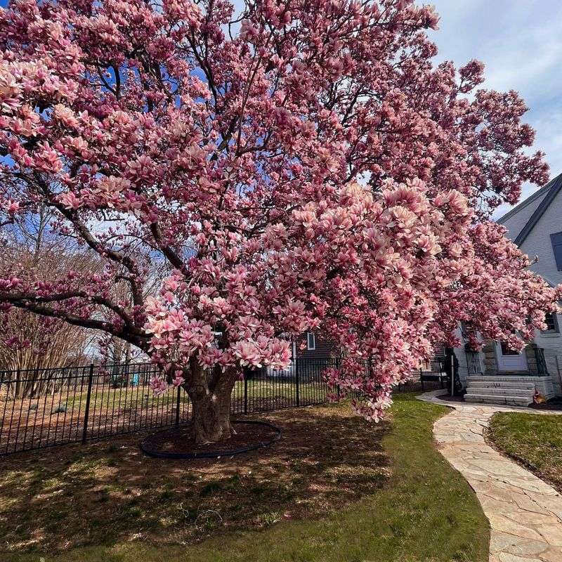 Saucer Magnolia Adds Shade Without Becoming Enormous Saucer Magnolia Adds Shade Without Becoming Enormous