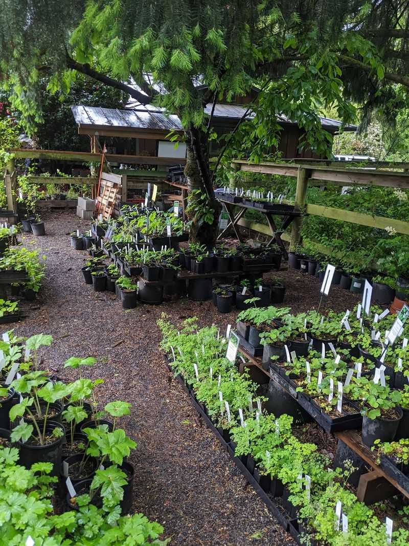 Sauvie Island Natives Nursery - Portland / Sauvie Island, Oregon Sauvie Island Natives Nursery - Portland / Sauvie Island, Oregon