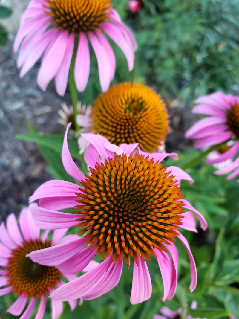 Save Coneflower Heads For Birds Save Coneflower Heads For Birds