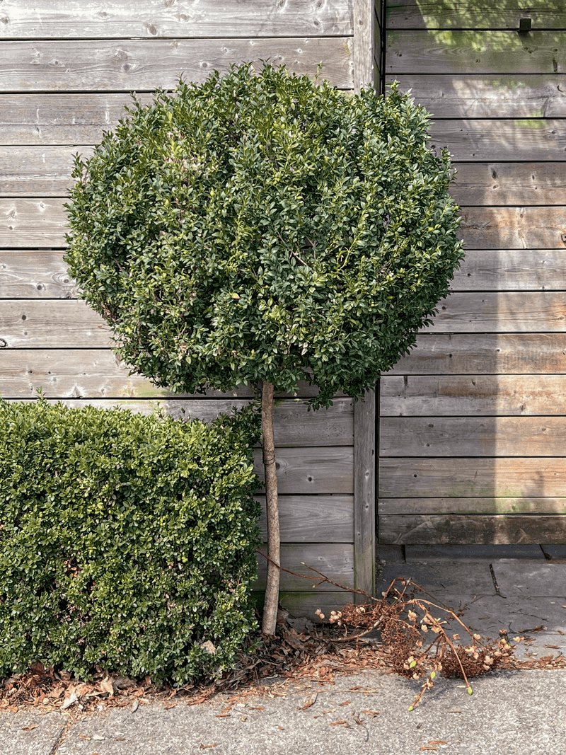 Save Hard Renovation For The Dormant Season