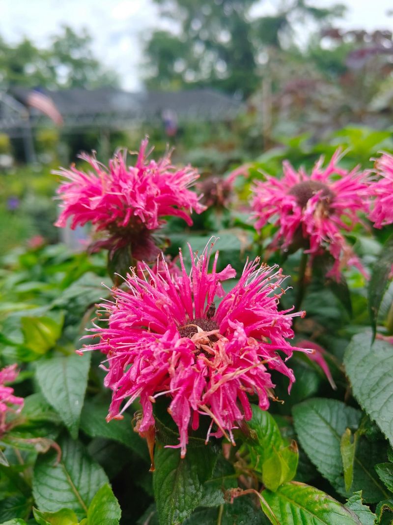 Save Late Bee Balm For Hummingbirds