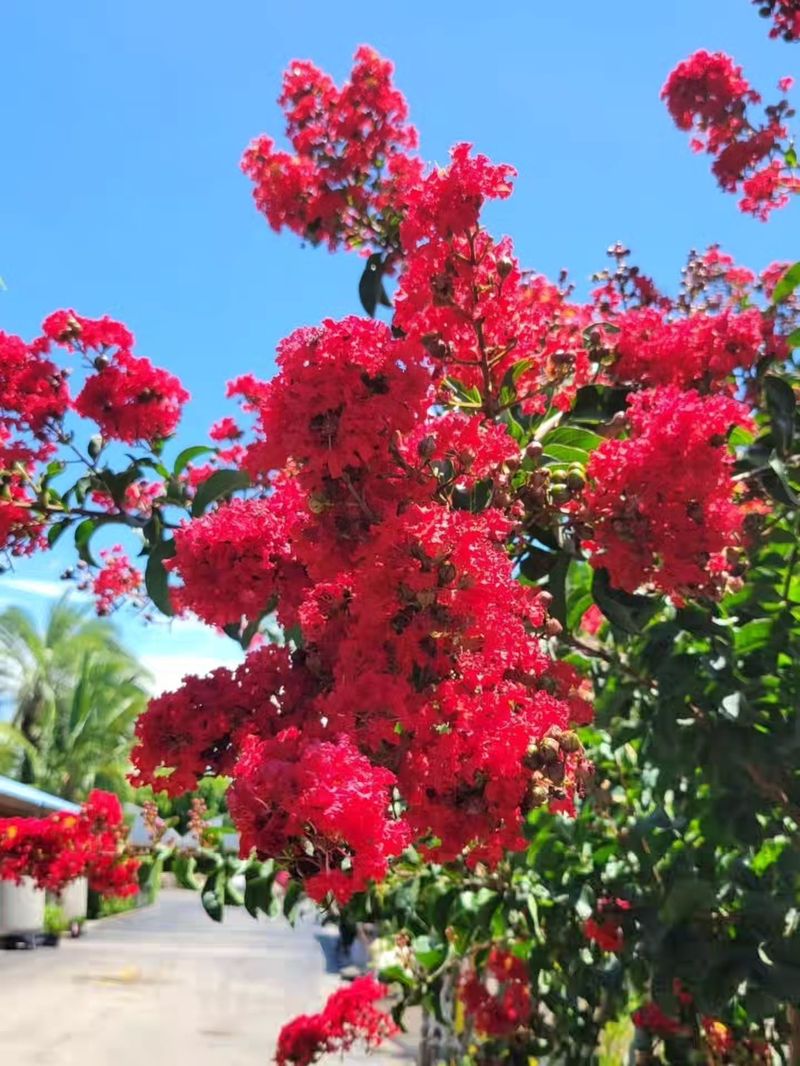 Save Major Pruning For Dormant Season