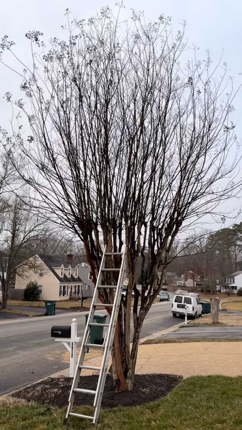 Save Major Pruning For Late Winter