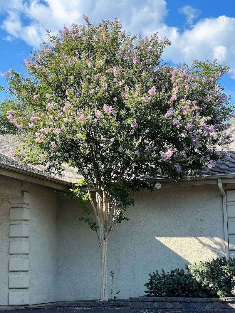 Save Major Pruning For Late Winter