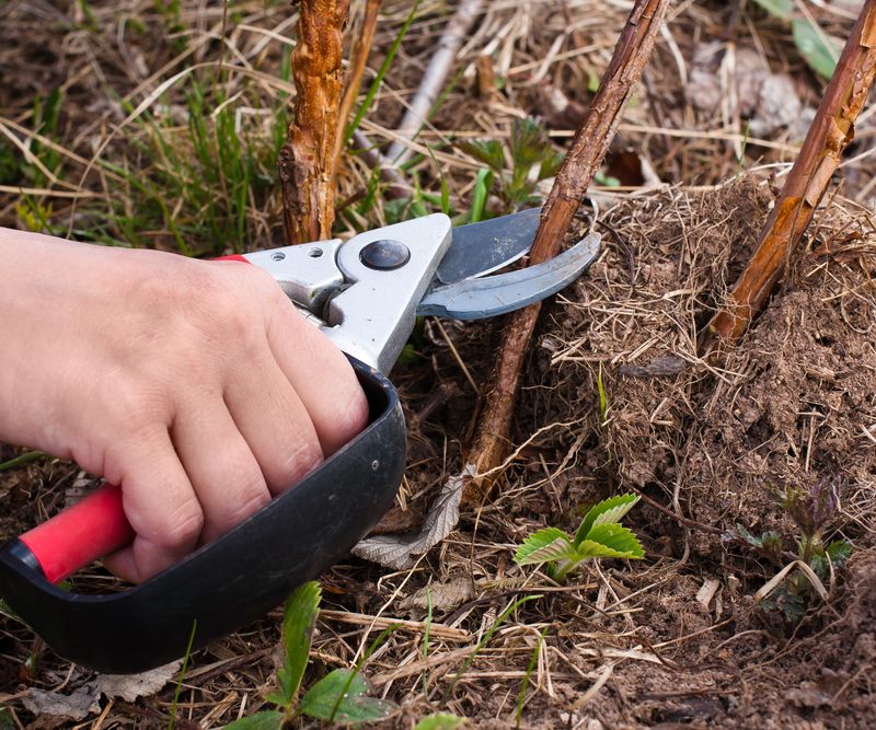 Save Major Pruning For The Right Season Save Major Pruning For The Right Season