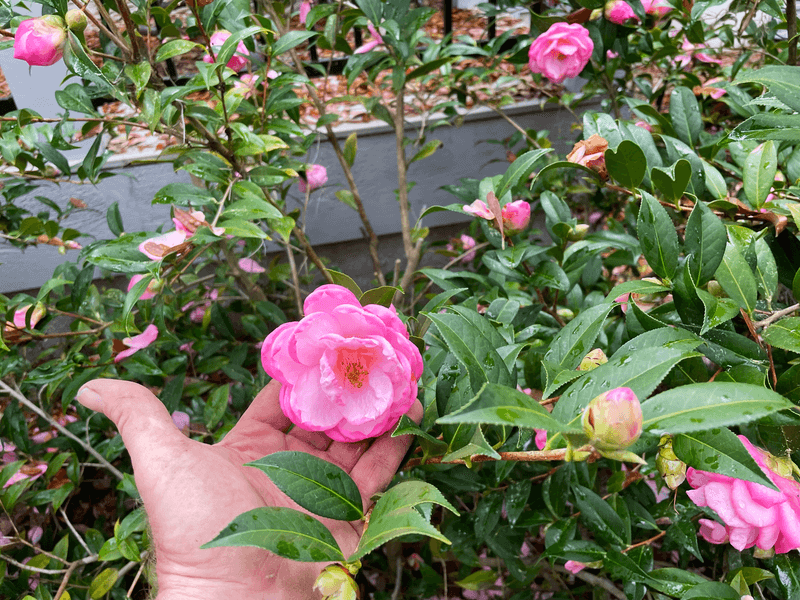 Save Major Pruning Until The Flowers Are Finished