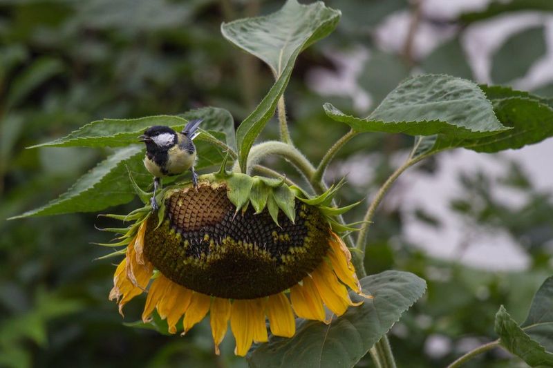 Save Native Sunflower Seedheads Save Native Sunflower Seedheads