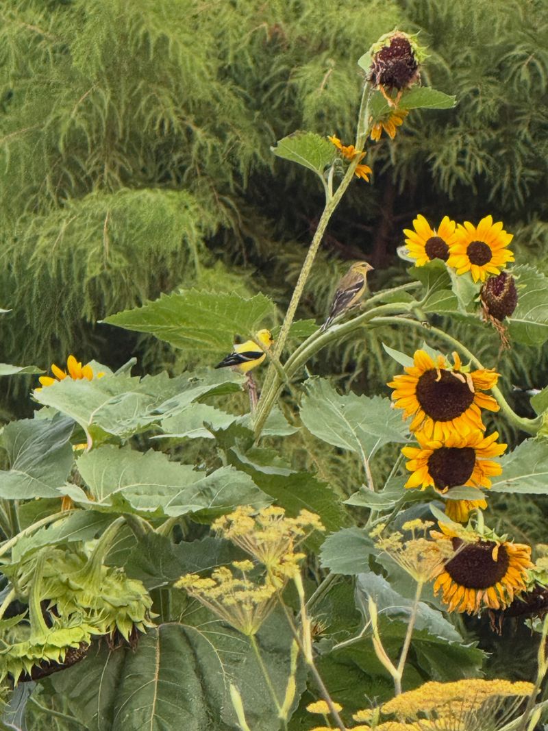 Save Native Sunflowers For Hungry Finches